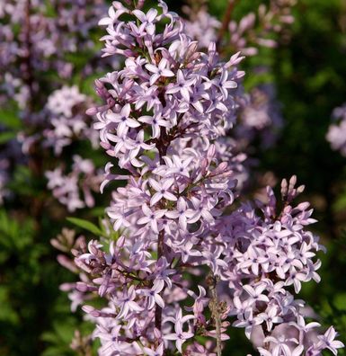 Hochstamm Afghanischer Flieder 80-100cm - Syringa afghanica