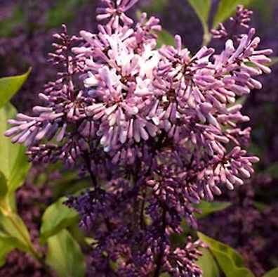 Hochstamm Spanischer Flieder Miss Kim 80-100cm - Syringa patula