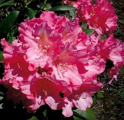 Rhododendron Kalinka 40-50cm - Alpenrose