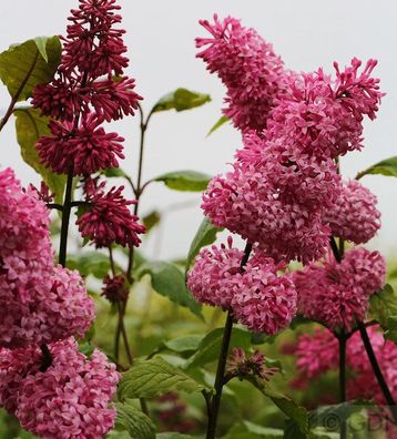 Edelflieder Miss Canada - Kircher-Collection 100-125cm - Syringa hyacinthiflora