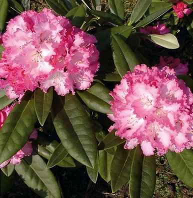 Rhododendron Arabella 40-50cm - Alpenrose