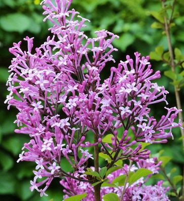 Edelflieder Red Pix 125-150cm - Syringa meyeri
