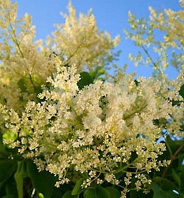 Japanischer Flieder City of Toronto 125-150cm - Syringa reticulata