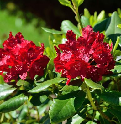 Inkarho - Großblumige Rhododendron Cherry Kiss® 40-50cm - Alpenrose