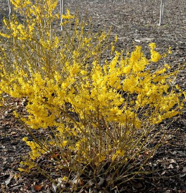 Forsythie Melee dOr 30-40cm - Forsythia