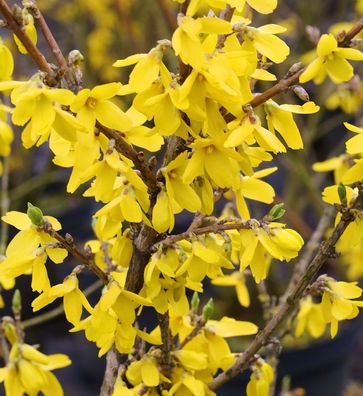 Forsythie Lynwood 40-60cm - Forsythia