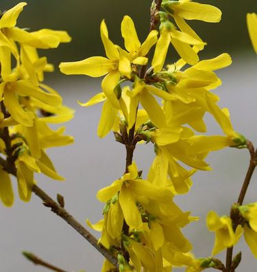 Goldglöckchen Spectabilis® 60-80cm - Forsythia intermedia