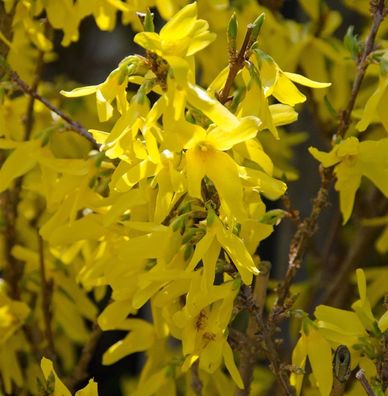 Forsythie Minigold 60-80cm - Forsythia intermedia