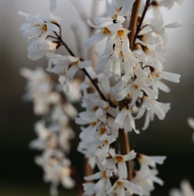 Schneeforsythie 40-60cm - Abeliophyllum distichum