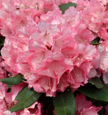 Inkarho - Großblumige Rhododendron Romilda® 40-50cm - Alpenrose