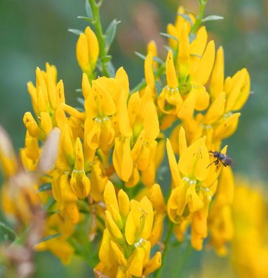 Färberginster 30-40cm - Genista tinctoria