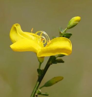 Niedriger Elfenbeinginster Niki 20-30cm - Cytisus kewensis