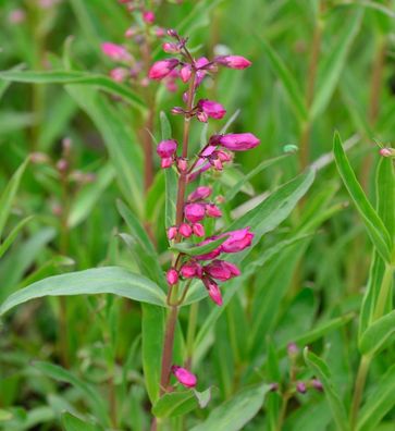 Bartfaden Praecox Nanus Rondo - Penstemon barbatus
