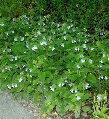Kaukasus Beinwell Blaue Glocke - Symphytum grandiflorum