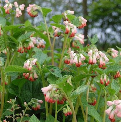Kaukasus Beinwell Hidcote Pink - Symphytum grandiflorum