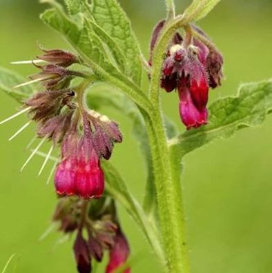 Echter Beinwell Rot - Symphytum officinale