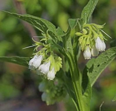 Echter Beinwell Weiß - Symphytum officinale