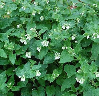 Knoten Beinwell - Symphytum tuberosum