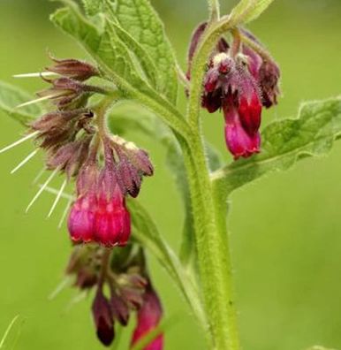 Rote Garten Beinwell - Symphytum rubrum
