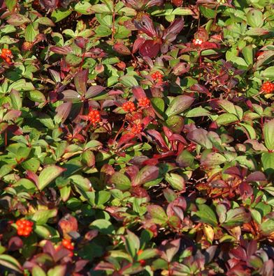 Teppich Hartriegel - Cornus canadensis