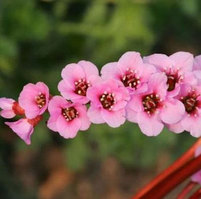 Bergenie Wintermärchen - Bergenia purpurascens