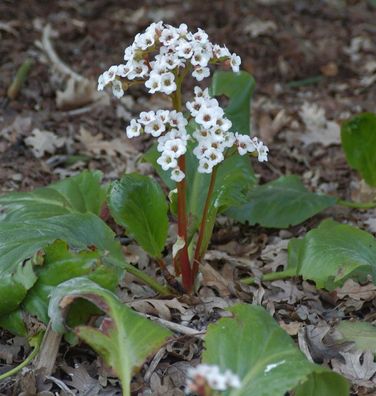 Bergenie Jelle - Bergenia cordifolia