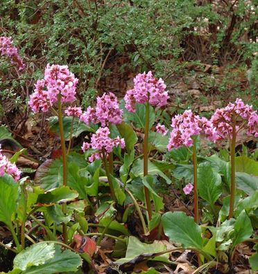 Bergenie Pink Dragonfly - Bergenia cordifolia