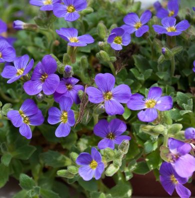Blaukissen Blue Emperor - Aubrieta cultorum