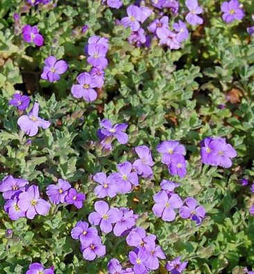 Blaukissen Cascade Blau - Aubrieta cultorum