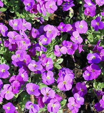 Blaukissen Kitty - Aubrieta cultorum