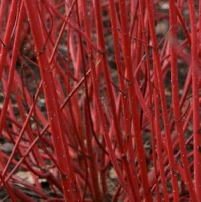 Sibirischer Hartriegel Baton Rouge 60-80cm - Baton