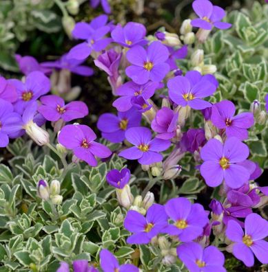 Blaukissen Silberrand - Aubrieta