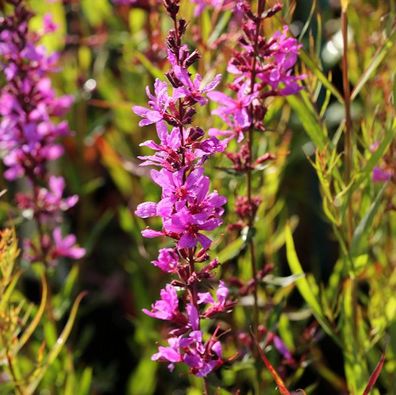 Rutenweiderich Dropmore Purple - Lythrum virgatum