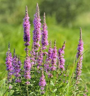 Blutweiderich Rose Queen - Lythrum virgatum