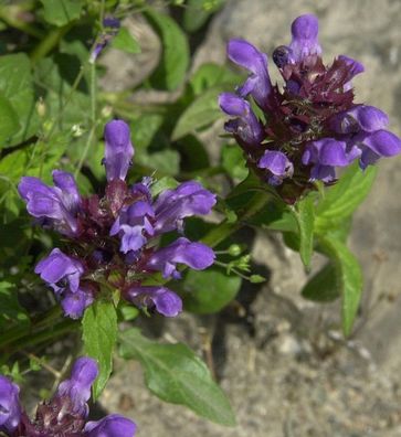 Großblütige Braunelle - Prunella grandiflora