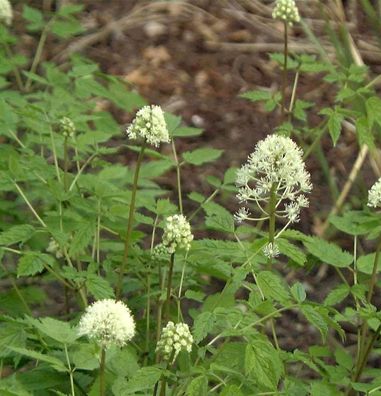 Christophskraut Alba - Actaea pachypoda