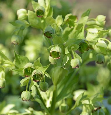 Stinkender Nieswurz . Helleborus foetidus