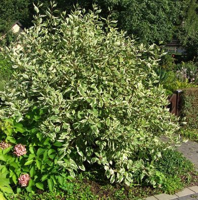 Chinesischer Blumen Hartriegel Wolfs Eye 60-80cm - Cornus kousa