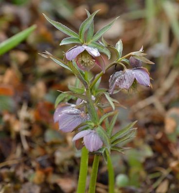Purpur Lenzrose - Helleborus purpurascens