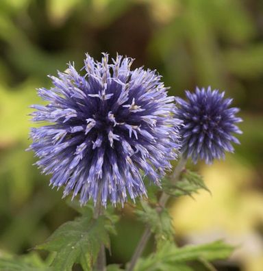 Graueblaue Kugeldistel - Echinops ritro