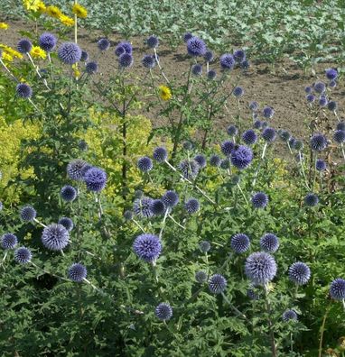 Kugeldistel - Echinops bannaticus