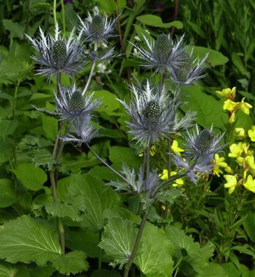 Alpen Mannstreu - Eryngium alpinum