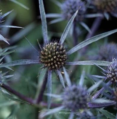 Mannstreu - Eryngium amethystinum
