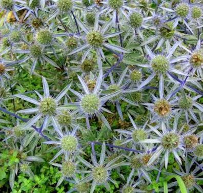 Blaue Edeldistel Blauer Zwerg - Eryngium planum