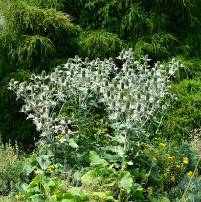 Elfenbeindistel Miss Willmotts Ghost - Eryngium giganteum