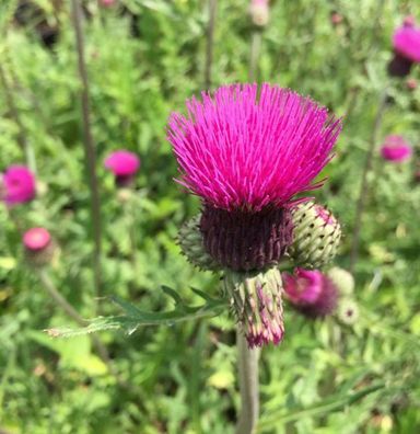 Bach Kratzdistel - Cirsium rivulare
