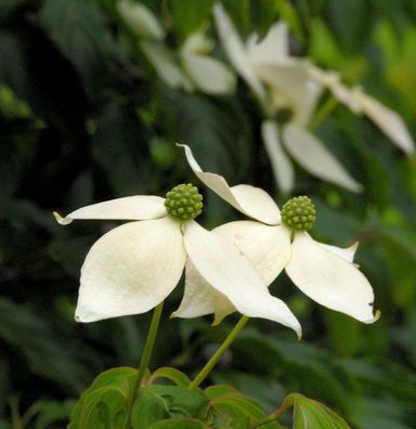 Hochstamm Japanischer Blumenhartriegel 80-100cm - Cornus kousa