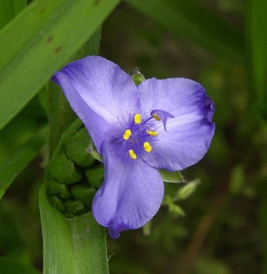 Dreimasterblumen Bärbel - Tradescantia andersoniana