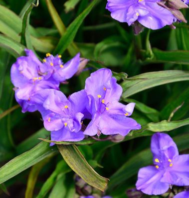 Dreimasterblumen Concorde Grape - Tradescantia andersoniana