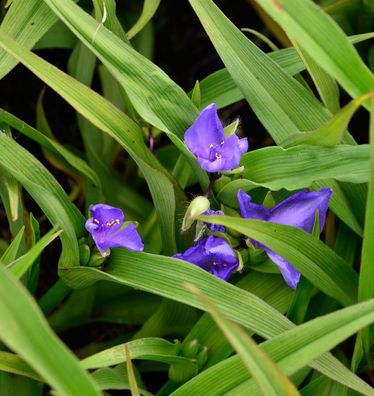 Dreimasterblumen I. C. Weguelin - Tradescantia andersoniana